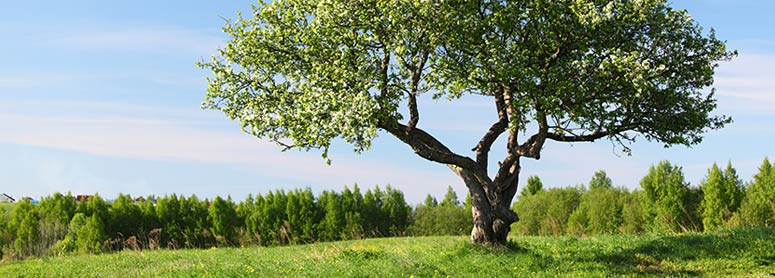 Grass and trees
