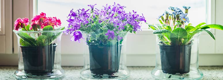 Plants on a windowsill