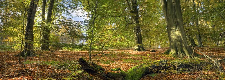 Trees in a wood