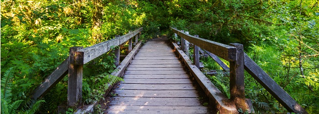 Wooden bridge with forest